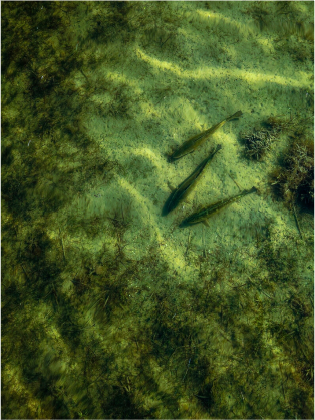 Main image Trout Trio Premium