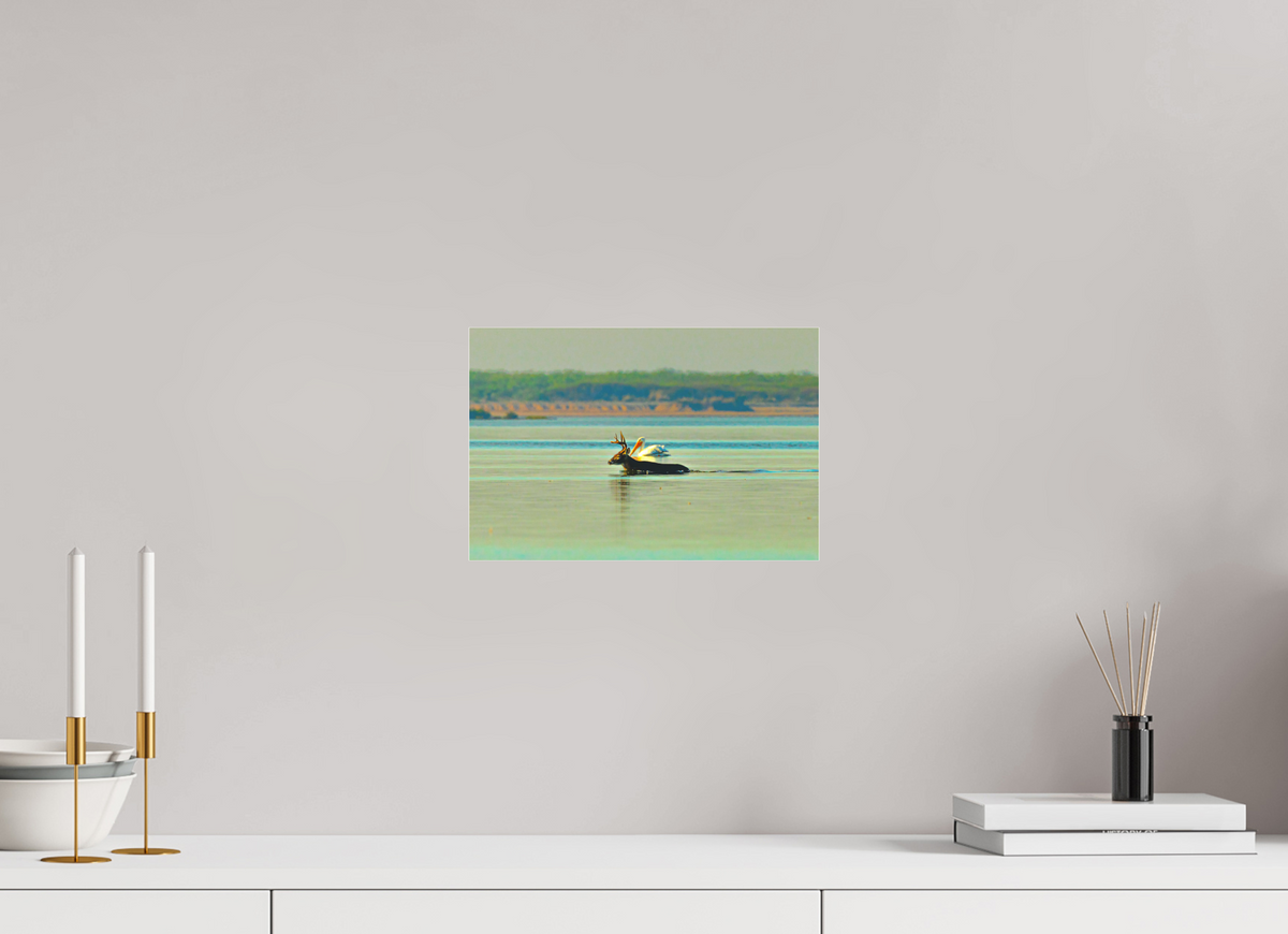 12 x 8″, Acrylic Premium Print Early Morning Swim Premium