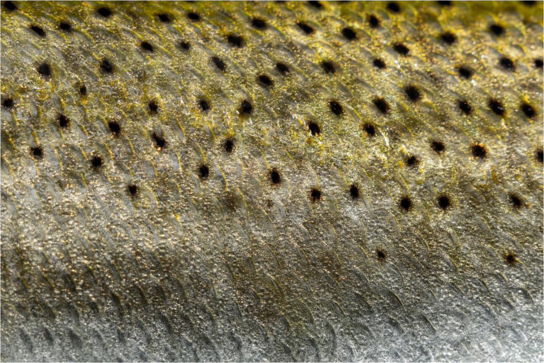 Main image Gator Skin #1 Premium