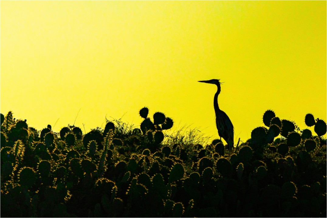 Main image Early Bird Premium