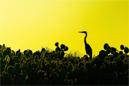 Main image Early Bird Premium