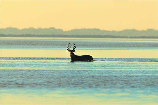 Main image Lone Buck Premium