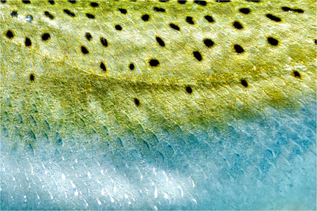 Main image Gator Skin #3 Premium