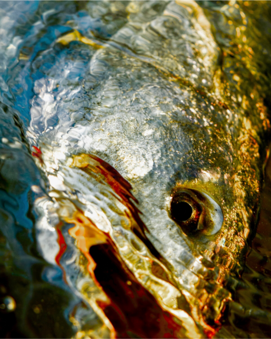 Main image Texas Gold Premium