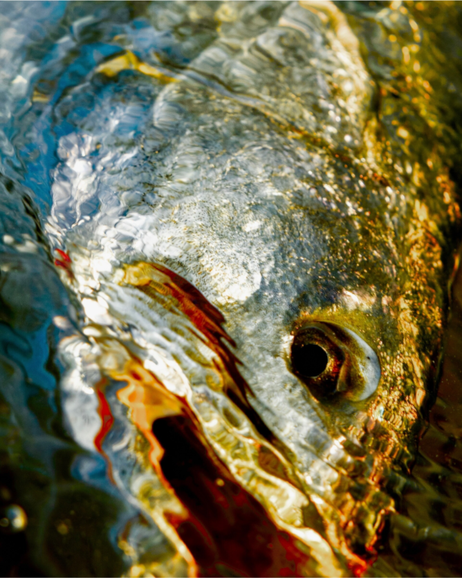 Main image Texas Gold Premium