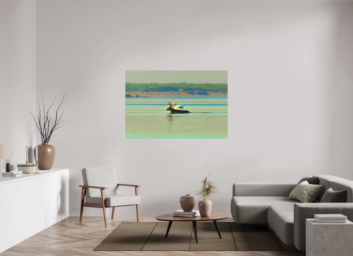 60 x 40″, Metal Premium Print Early Morning Swim Premium