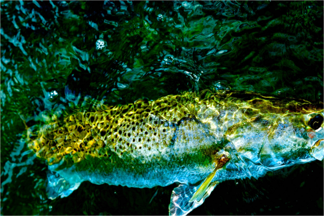 Main image Subsurface Premium