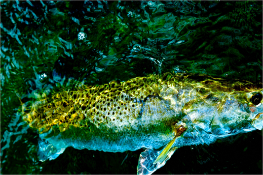 Main image Subsurface Premium
