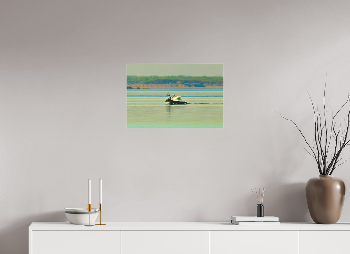 24 x 16″, Acrylic Premium Print Early Morning Swim Premium