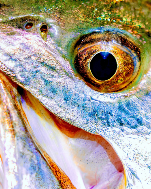 Main image Eye 2 Eye Premium